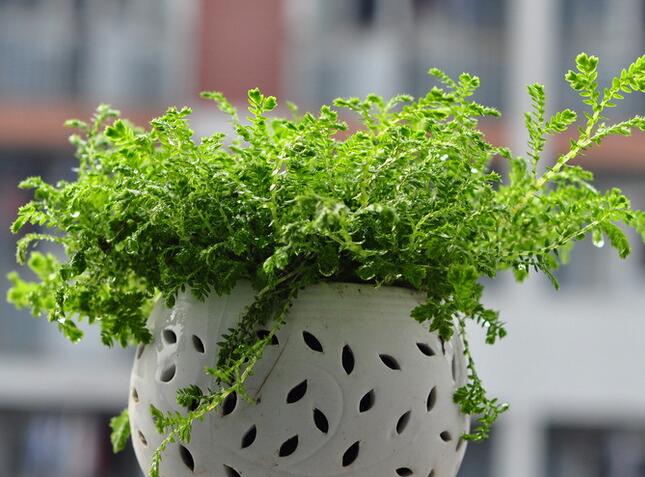 苏皖e装修_e装修免费家装平台_苏皖工长俱乐