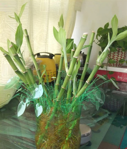 家装攻略_装修学堂_苏皖e装修_可乐瓶的华丽