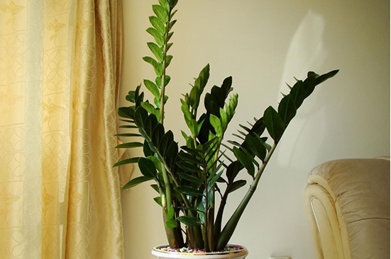 适合摆在客厅的五种植物