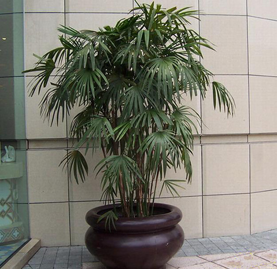 家居风水禁忌多 植物也有空间讲究