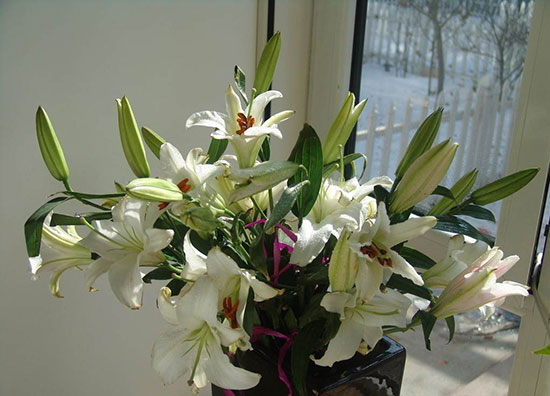 家居风水禁忌多 植物也有空间讲究