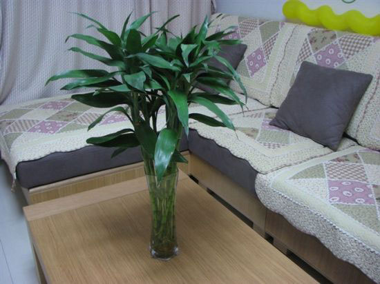 家居风水禁忌多 植物也有空间讲究