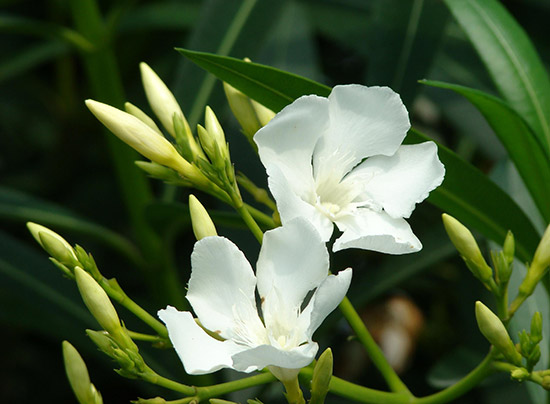 家居风水禁忌多 植物也有空间讲究