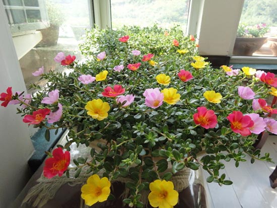 家居风水禁忌多 植物也有空间讲究