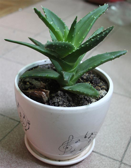 家居风水禁忌多 植物也有空间讲究