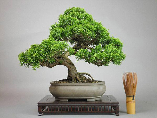 家居风水禁忌多 植物也有空间讲究