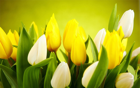 家居风水禁忌多 植物也有空间讲究