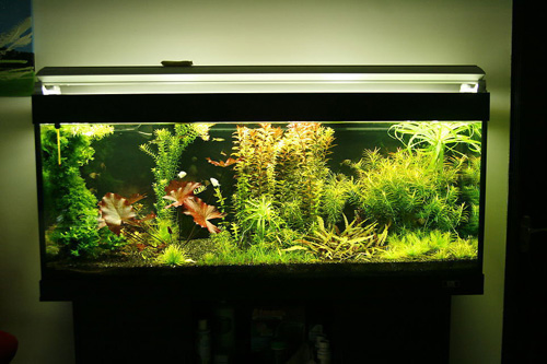 五大与客厅绝配的风水吉祥物